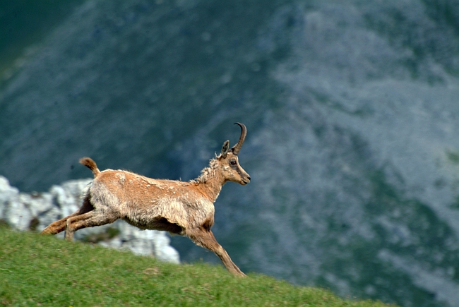 Camoscio d''Abruzzo Rupicapra pyrenaica ornata